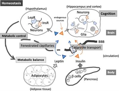 Frontiers | Infection and Immunometabolism in the Central Nervous